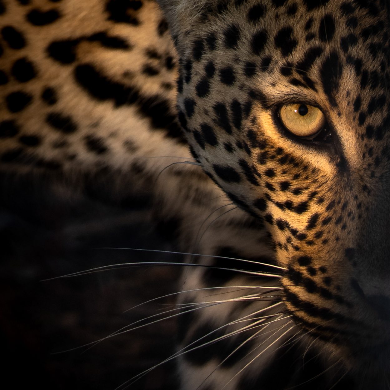 Female Leopard Tlalamba | Zali Safaris